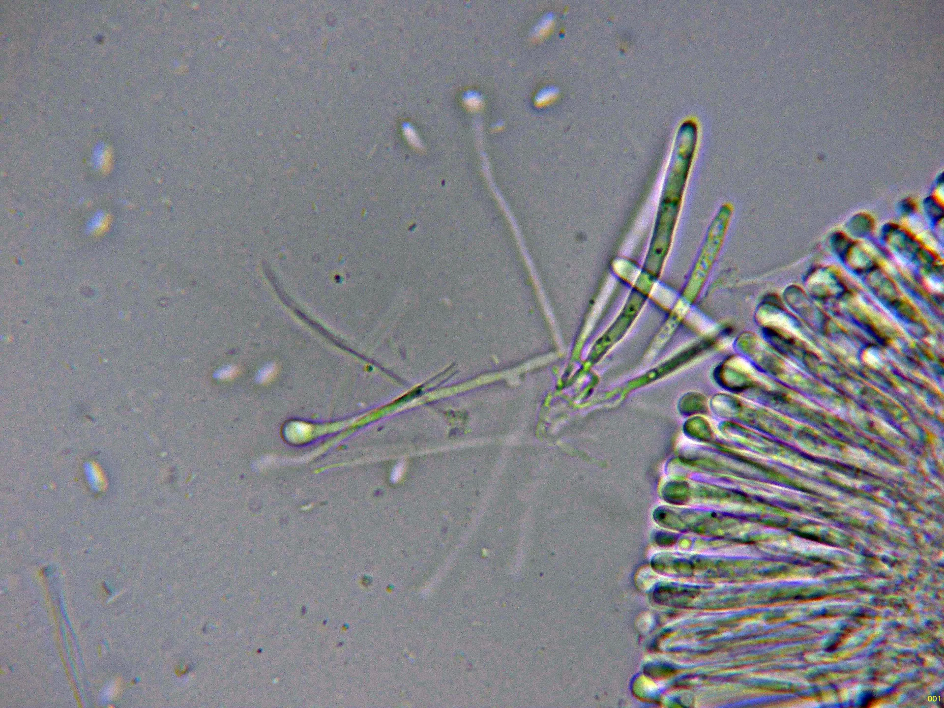 Microscopía de Orbilia eucalypti - 10 - Base asco agua-001